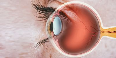 A computer image of a human eye side cross section