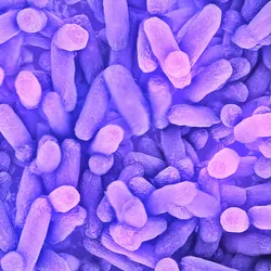 SEM image of bacteria stained purple