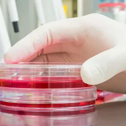 Photo of a clinical professional reaching into a BSC to culture cell therapies.