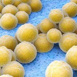 Digital image of Staphylococcus aureus