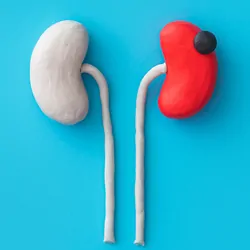 Kidneys made out of clay where one is healthy and one is sick
