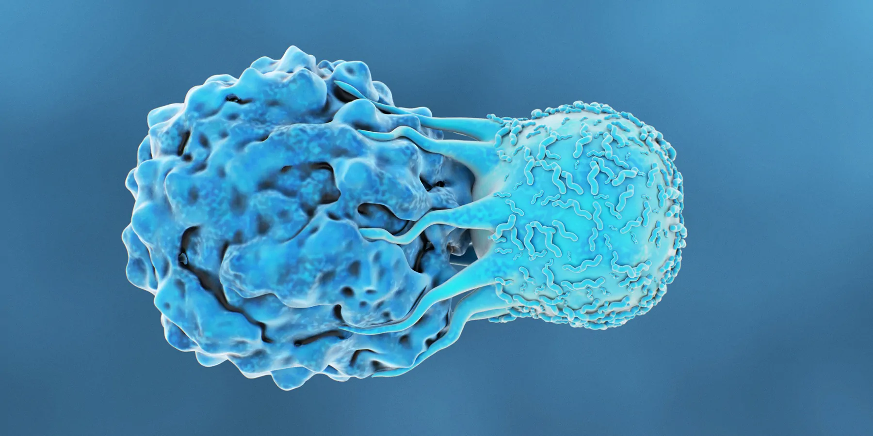 Study Identifies T-cell Populations That Predict Response to Immunotherapy Computer image of blue T cell attacking a cancer cell on a blue background
