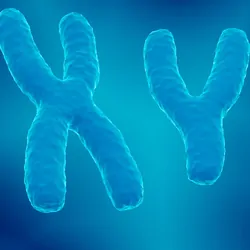 Computer render of XY chromosome pair, male 23, on blue background