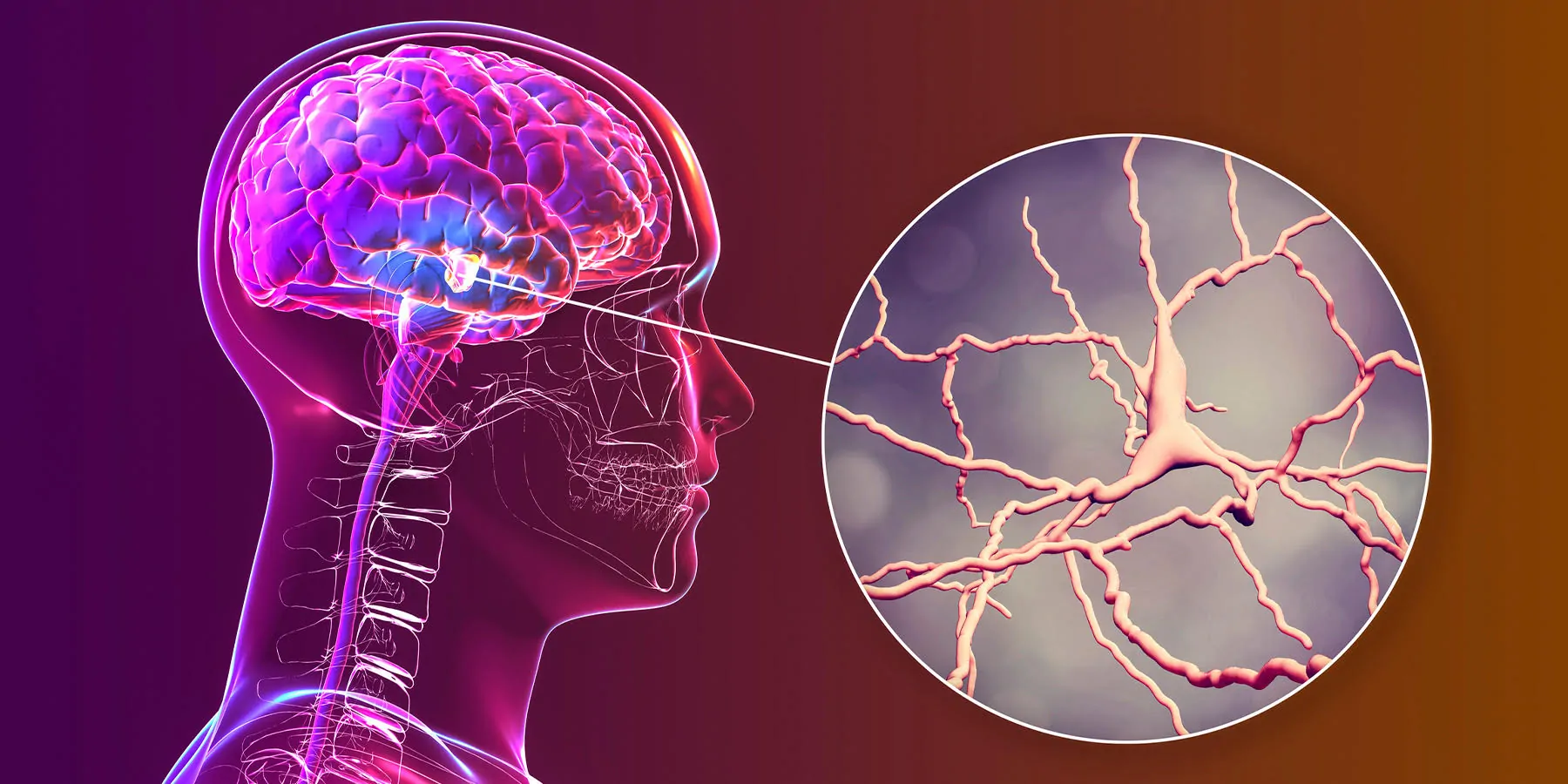 Black substance of the midbrain and its dopaminergic neurons, 3D illustration