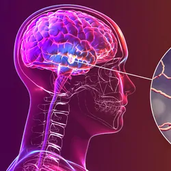 Black substance of the midbrain and its dopaminergic neurons, 3D illustration