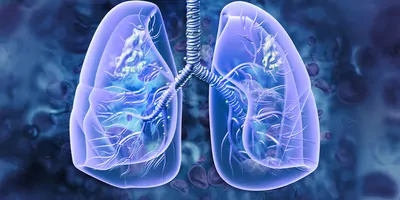 3D illustration of human lungs