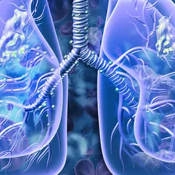 3D illustration of human lungs