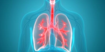 3D Illustration of Human Respiratory System Lungs