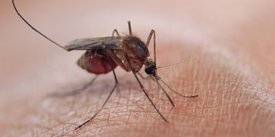 mosquitoe blood sucking on human skin