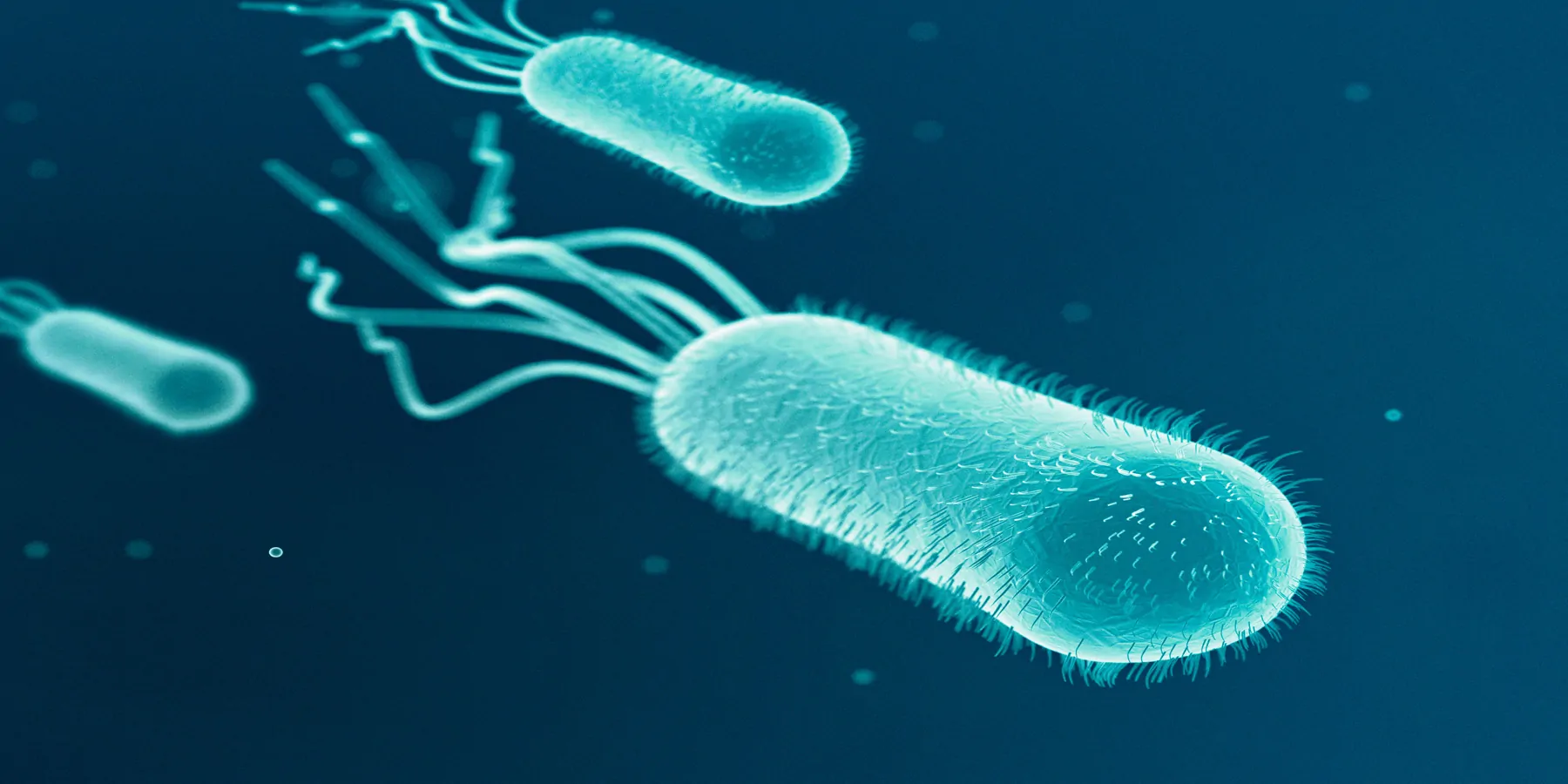 Computer render of E. coli bacteria