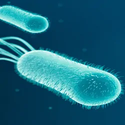 Computer render of E. coli bacteria