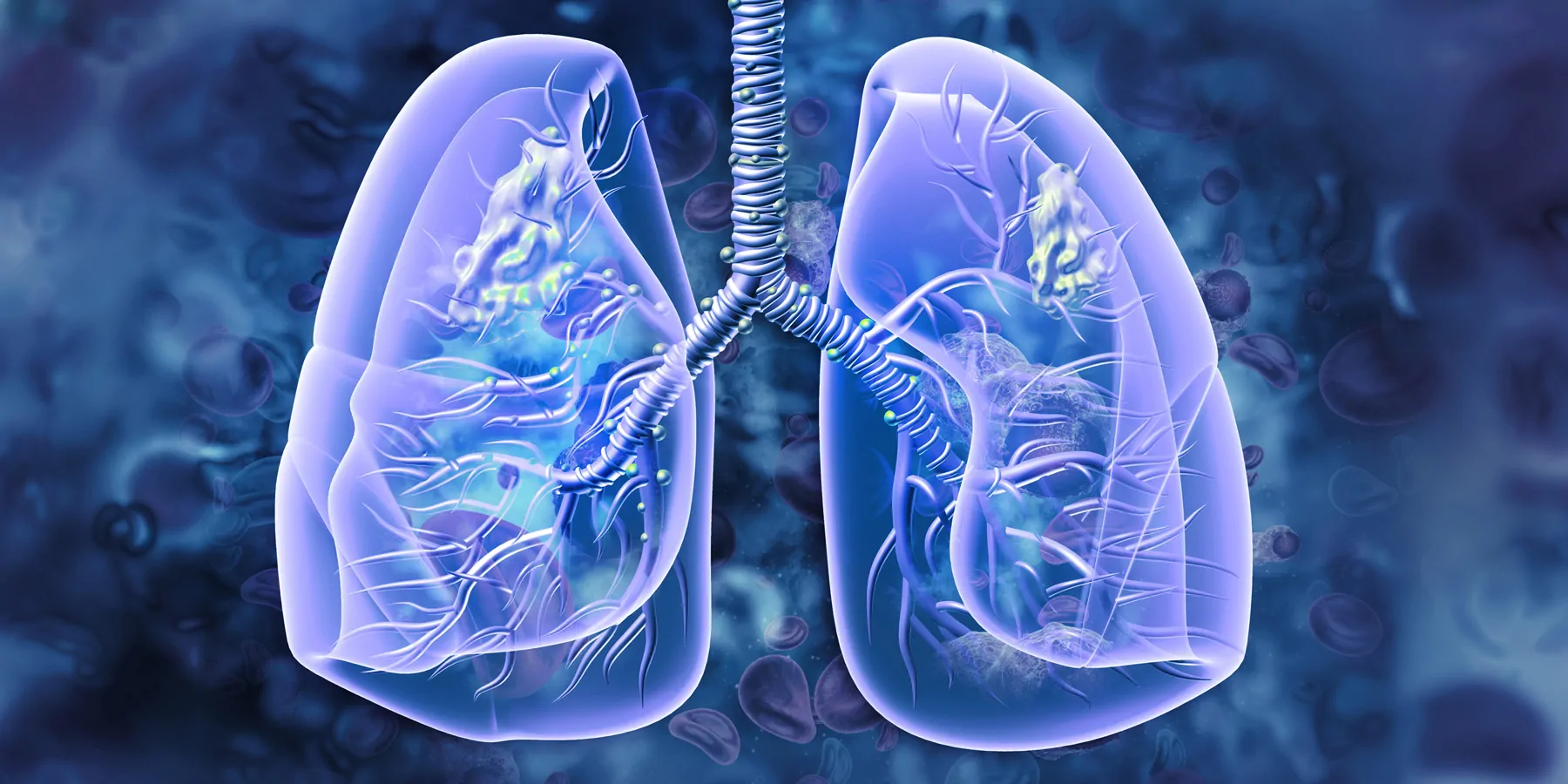Lungs, 3D illustration