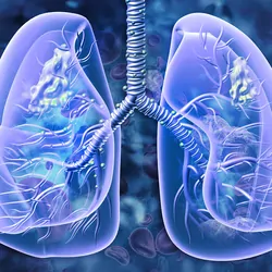 Lungs, 3D illustration