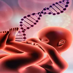 Fetus with dna on medical background. 3d illustration