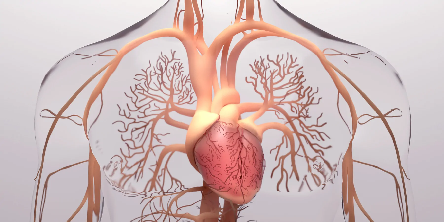 Human heart, 3d rendering, medically accurate illustration of the human heart anatomy with venous system