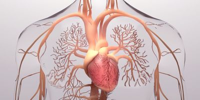Human heart, 3d rendering, medically accurate illustration of the human heart anatomy with venous system