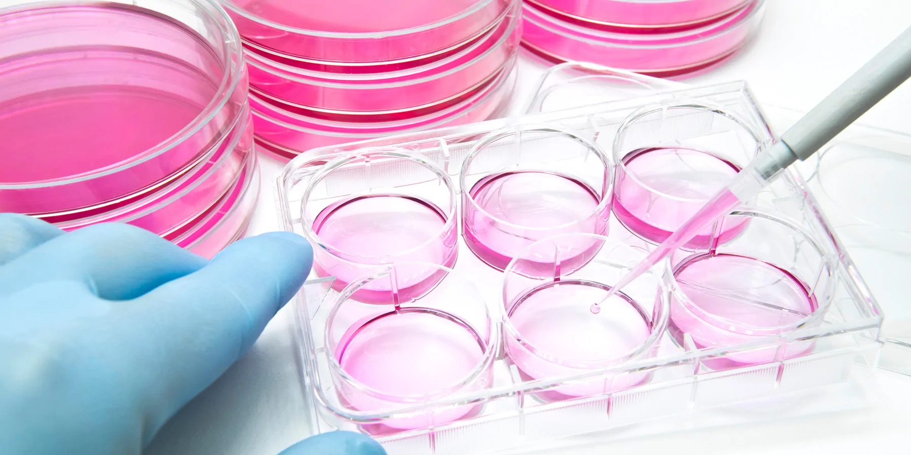 Aliquot of mammalian cells into the 6 well plate for cellular assay