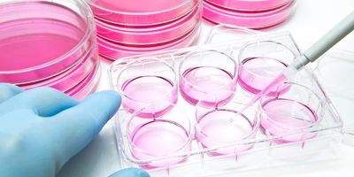 Aliquot of mammalian cells into the 6 well plate for cellular assay