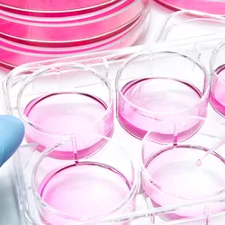 Aliquot of mammalian cells into the 6 well plate for cellular assay