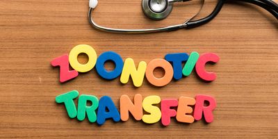 zoonotic transfer colorful word with stethoscope on wooden background