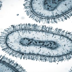 Complete NGS Library of Monkeypox Variants Now Available
