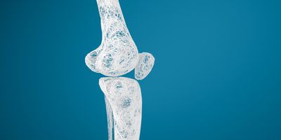 Leg bones and knees, 3d rendering