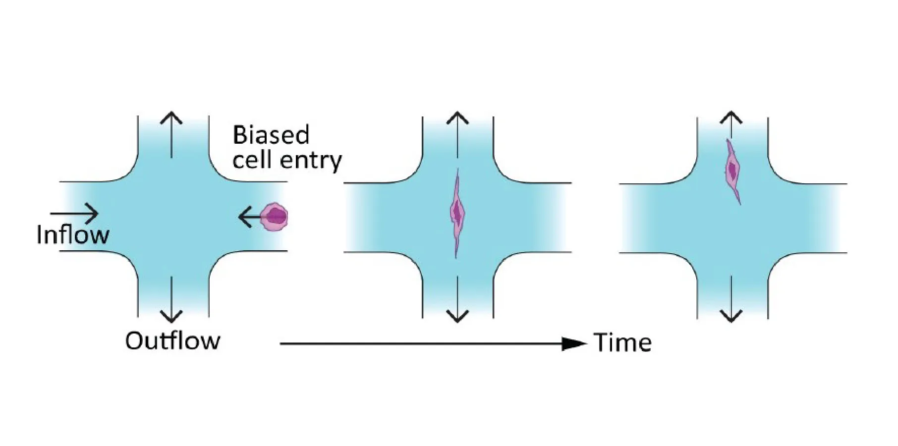 microfluidics-2 3-panel schematic of how a cell moves through a microfluidic junction. In the first panel, the cell arrives at one arm of the junction. In the second panel, the cell moves to the center of the junction. In the last panel, it diffuses out one arm.