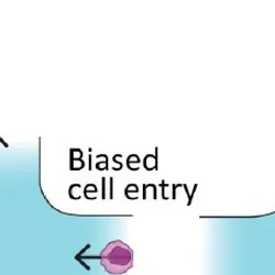 3-panel schematic of how a cell moves through a microfluidic junction. In the first panel, the cell arrives at one arm of the junction. In the second panel, the cell moves to the center of the junction. In the last panel, it diffuses out one arm.