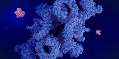 Illustration of an immunosuppressant drug binding to an endogenous protein to prevent organ transplant rejection and to inhibit tumor growth. 