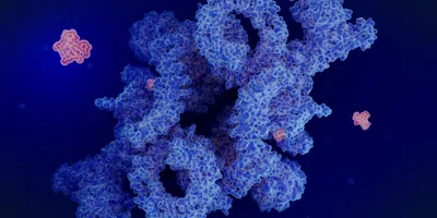 Illustration of an immunosuppressant drug binding to an endogenous protein to prevent organ transplant rejection and to inhibit tumor growth.
