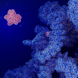 Illustration of an immunosuppressant drug binding to an endogenous protein to prevent organ transplant rejection and to inhibit tumor growth. 