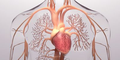 Human heart, 3d rendering, medically accurate illustration