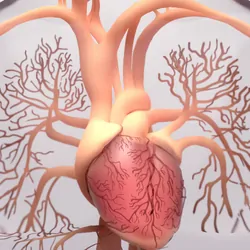 Human heart, 3d rendering, medically accurate illustration