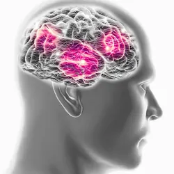 Computer image of human brain and a mans face, side on. On a white background
