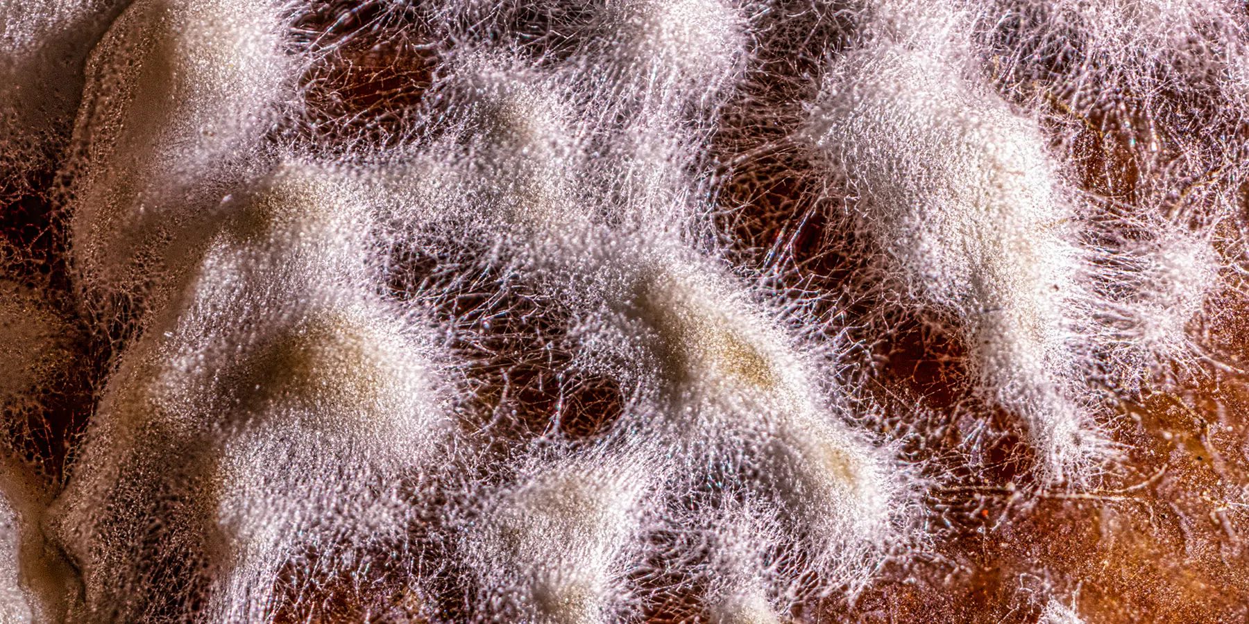 Close up of apple with mold