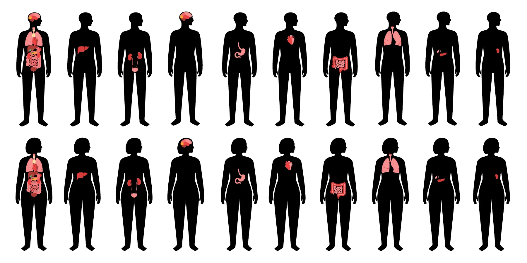 Human internal organs illustrations