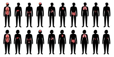 Human internal organs illustrations