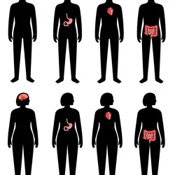 Human internal organs illustrations