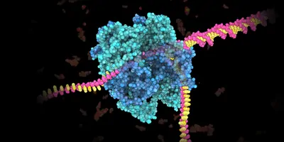 3D illustration of a large helicase enzyme interacting with the DNA double helix as part of the amplification process. 