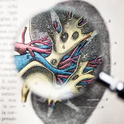 Anatomical drawing of a kidney in a textbook being looked at through a magnifying glass