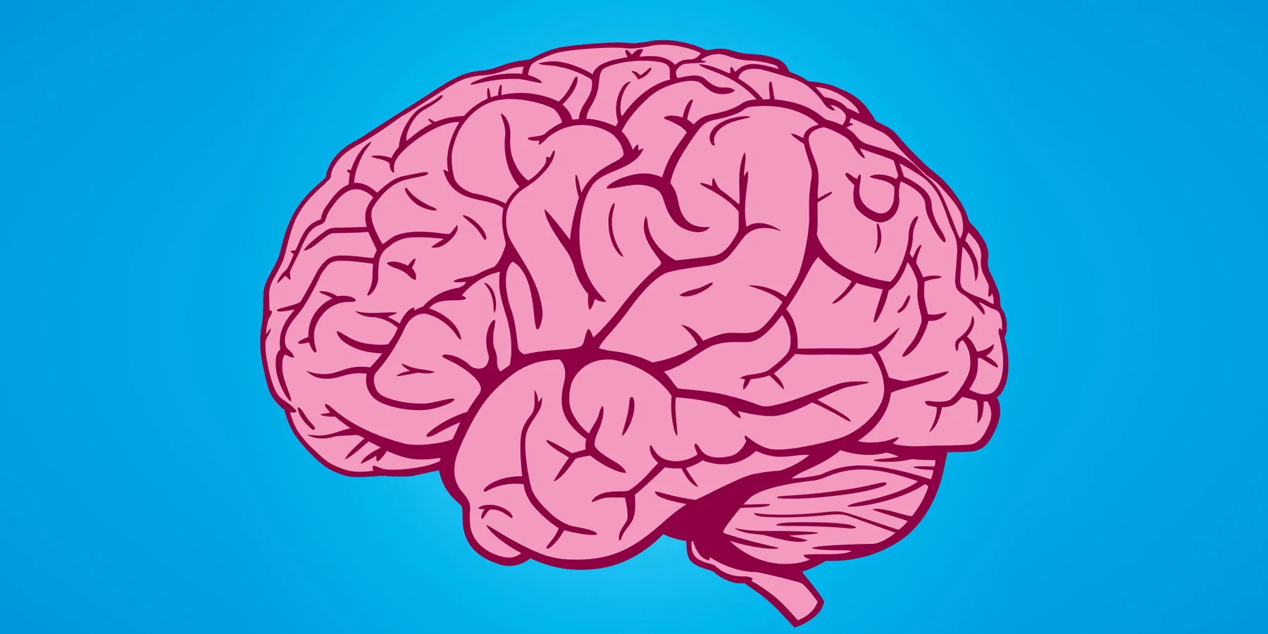 Vector image of a human brain in profile