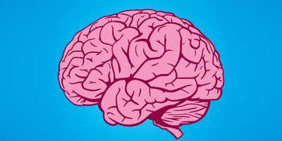 Vector image of a human brain in profile