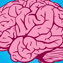 Vector image of a human brain in profile