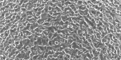 Cells cultured in a CytoView-Z plate.