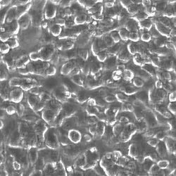 Cells cultured in a CytoView-Z plate.