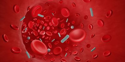 Computer image of bloodbourn bacteria