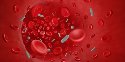 Computer image of bloodbourn bacteria
