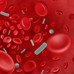 Computer image of bloodbourn bacteria