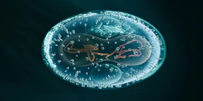 Computer image of the genetic material of the monkeypox virus