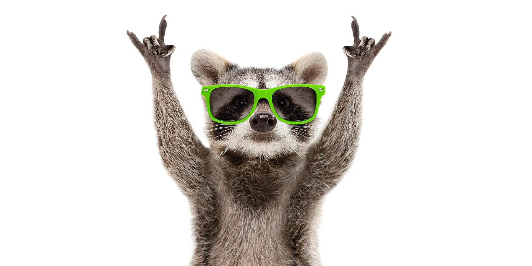 Photograph of a raccoon in green sunglasses showing a rock gesture, representing the pet raccoon that was affected by contaminated aromatherapy spray leading to a melioidosis outbreak.  